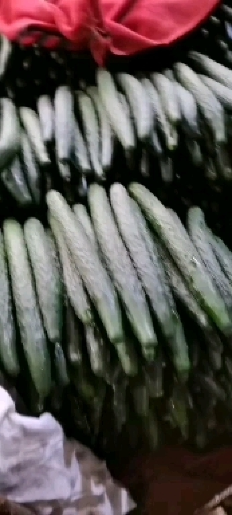 有大量的黄瓜上市了，中货，好货，电商，食堂货。
