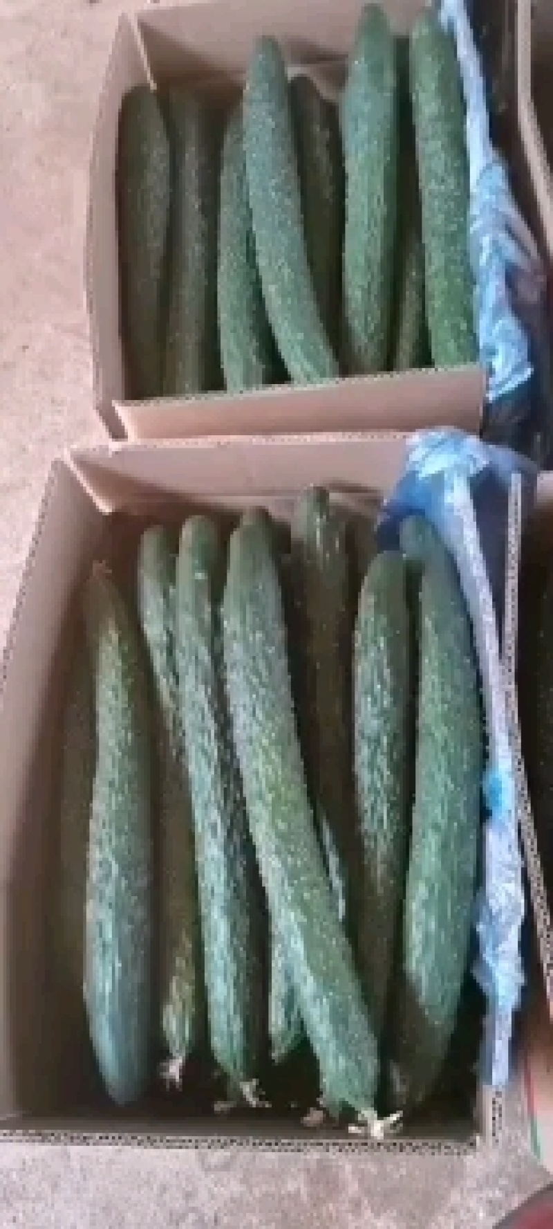 有大量的黄瓜上市了，中货，好货，电商，食堂货。