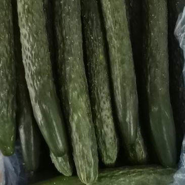 有大量的黄瓜上市了，中货，好货，电商，食堂货。