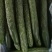 有大量的黄瓜上市了，中货，好货，电商，食堂货。