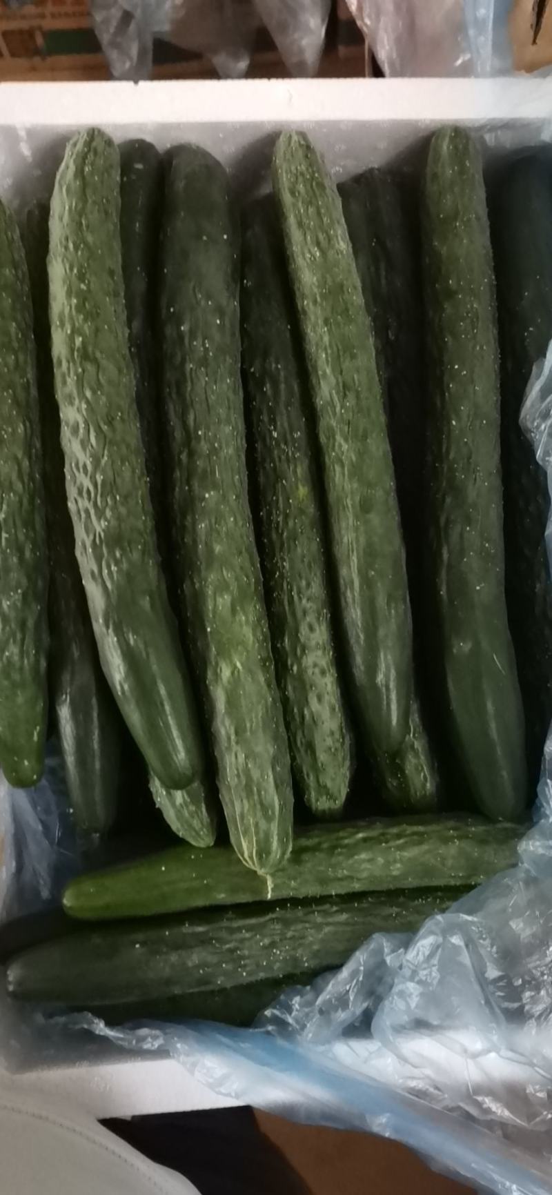 有大量的黄瓜上市了，中货，好货，电商，食堂货。