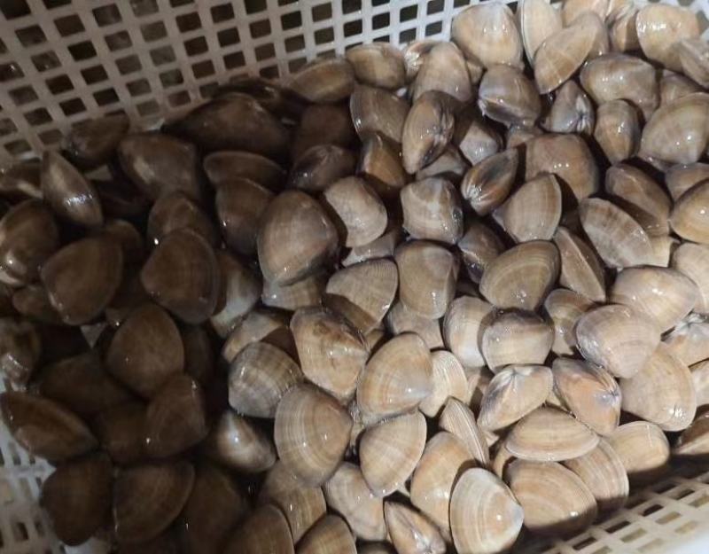 辽宁丹东东港无沙原汁黄蚬子