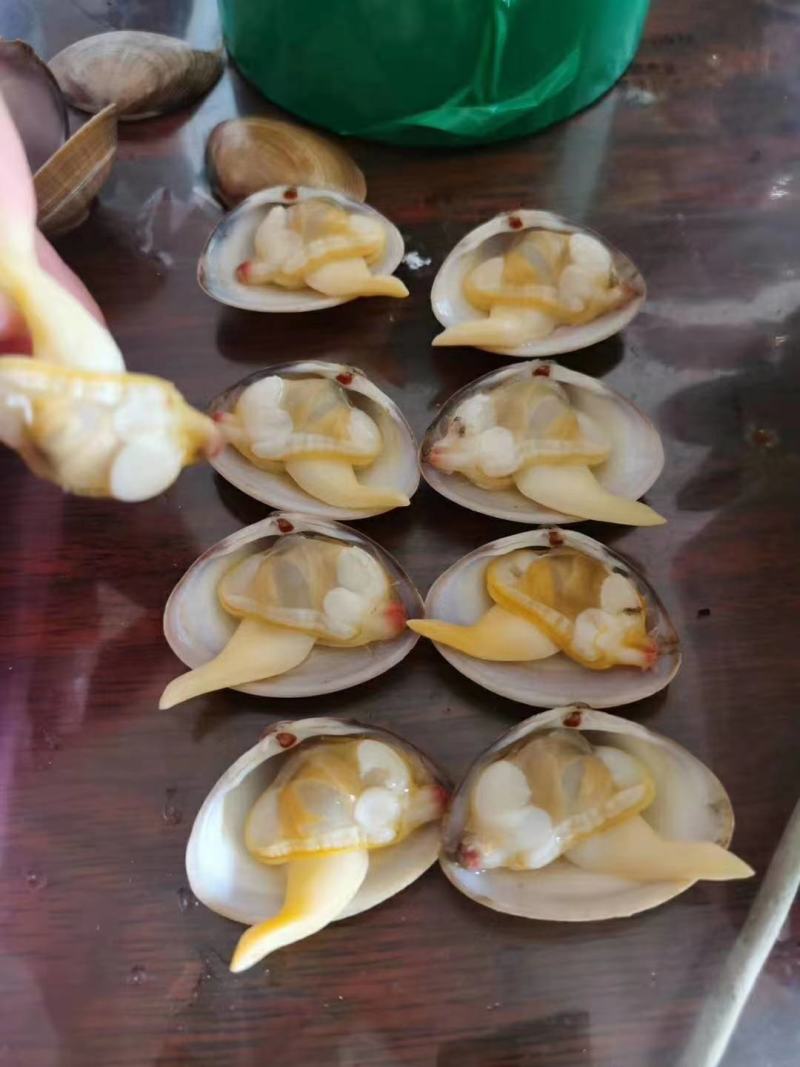 辽宁丹东东港无沙原汁黄蚬子