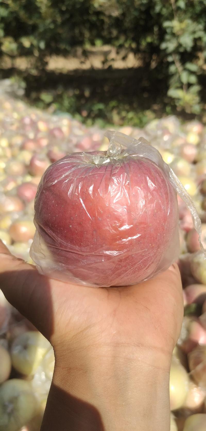 【推荐】红富士苹果个大口感脆甜膜袋一手货源品质保证