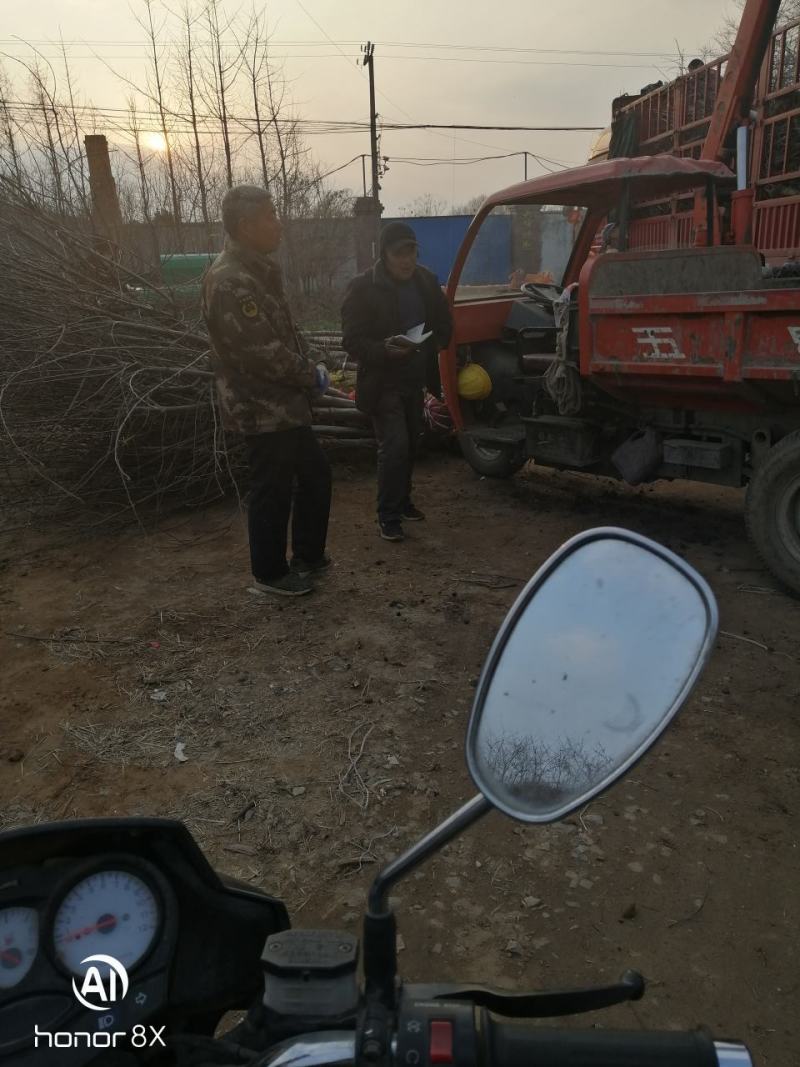 山东省临沂市海棠桩河东区绚丽海棠，冬红果海棠绿化树