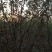 山东省临沂市海棠桩河东区绚丽海棠，冬红果海棠绿化树