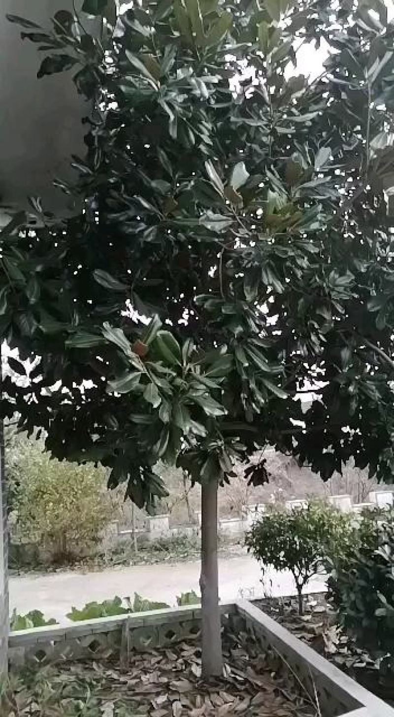 山东省临沂市河东区冬红海棠绿化树实地拍摄