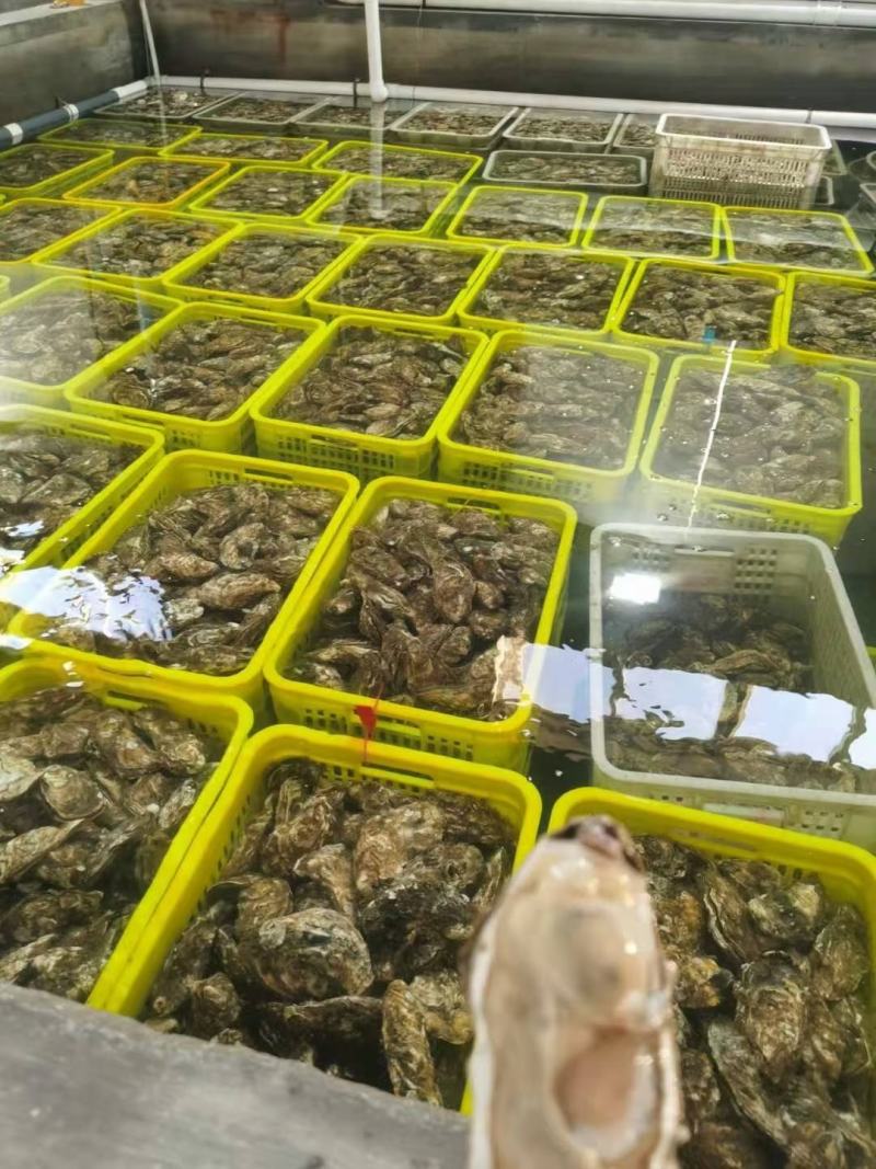 生蚝大量供应品质优基地直供可视频看货欢迎咨询来电