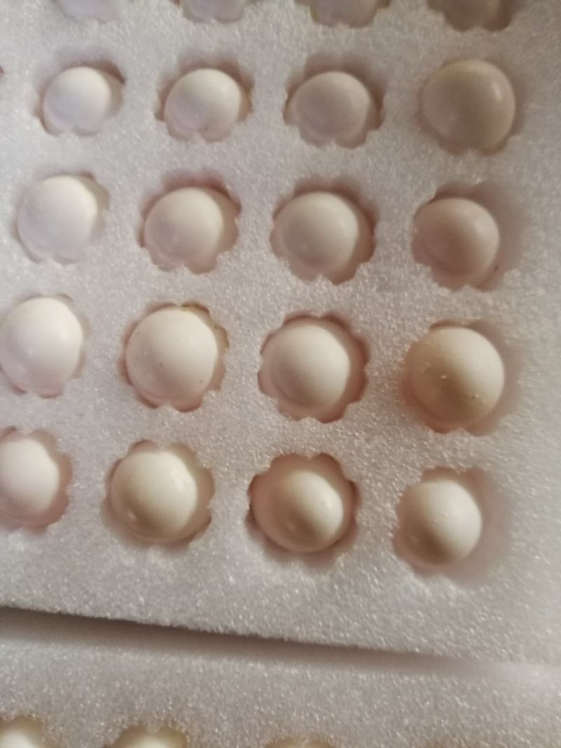 养殖场常年供应新鲜鸽子蛋批发零售，一手货源。一件代发货，
