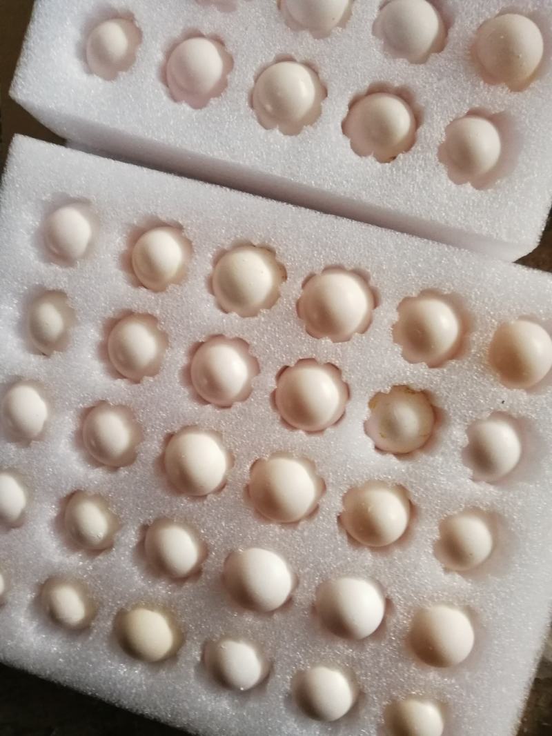 养殖场常年供应新鲜鸽子蛋批发零售，一手货源。一件代发货，