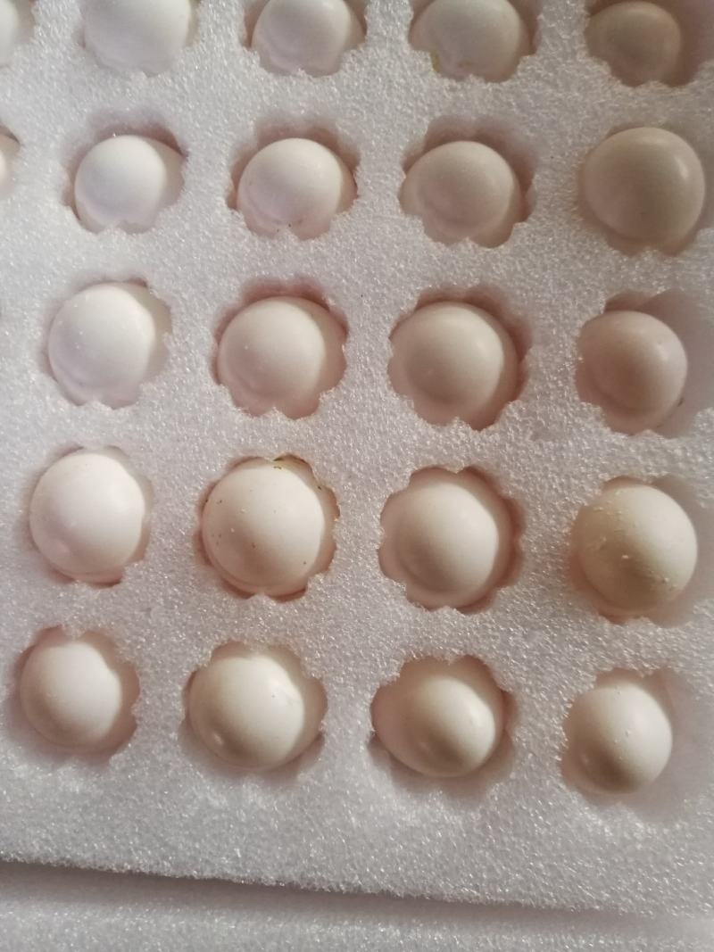 养殖场常年供应新鲜鸽子蛋批发零售，一手货源。一件代发货，