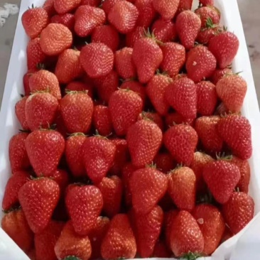 长丰草莓，红颜草莓现在开始上市了，品种以红颜为主，