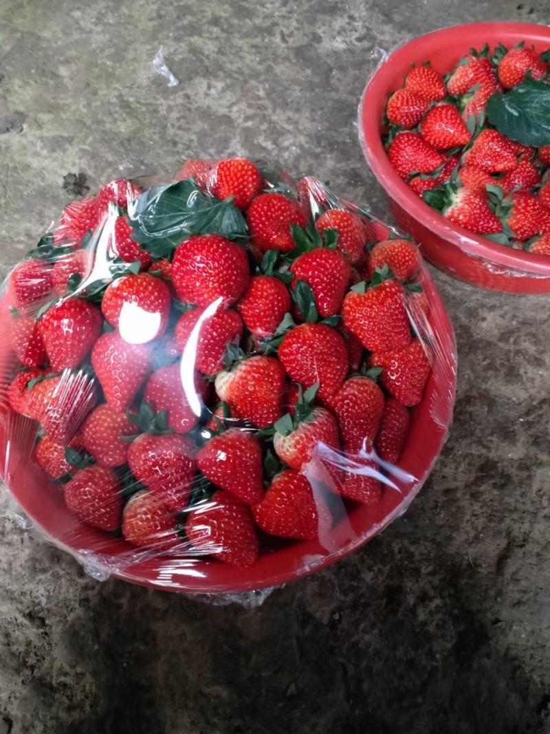 长丰草莓，红颜草莓现在开始上市了，品种以红颜为主，