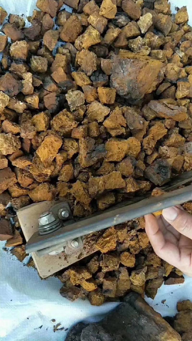 桦树茸白桦茸俄罗斯桦树茸大量批发白桦茸