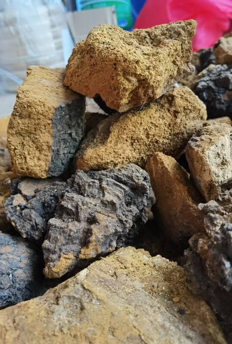 桦树茸白桦茸俄罗斯桦树茸大量批发白桦茸