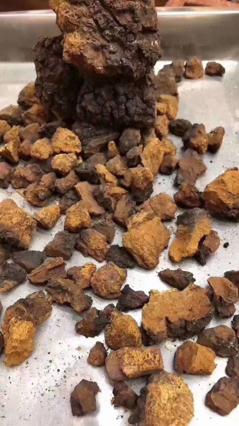 桦树茸白桦茸俄罗斯桦树茸大量批发白桦茸