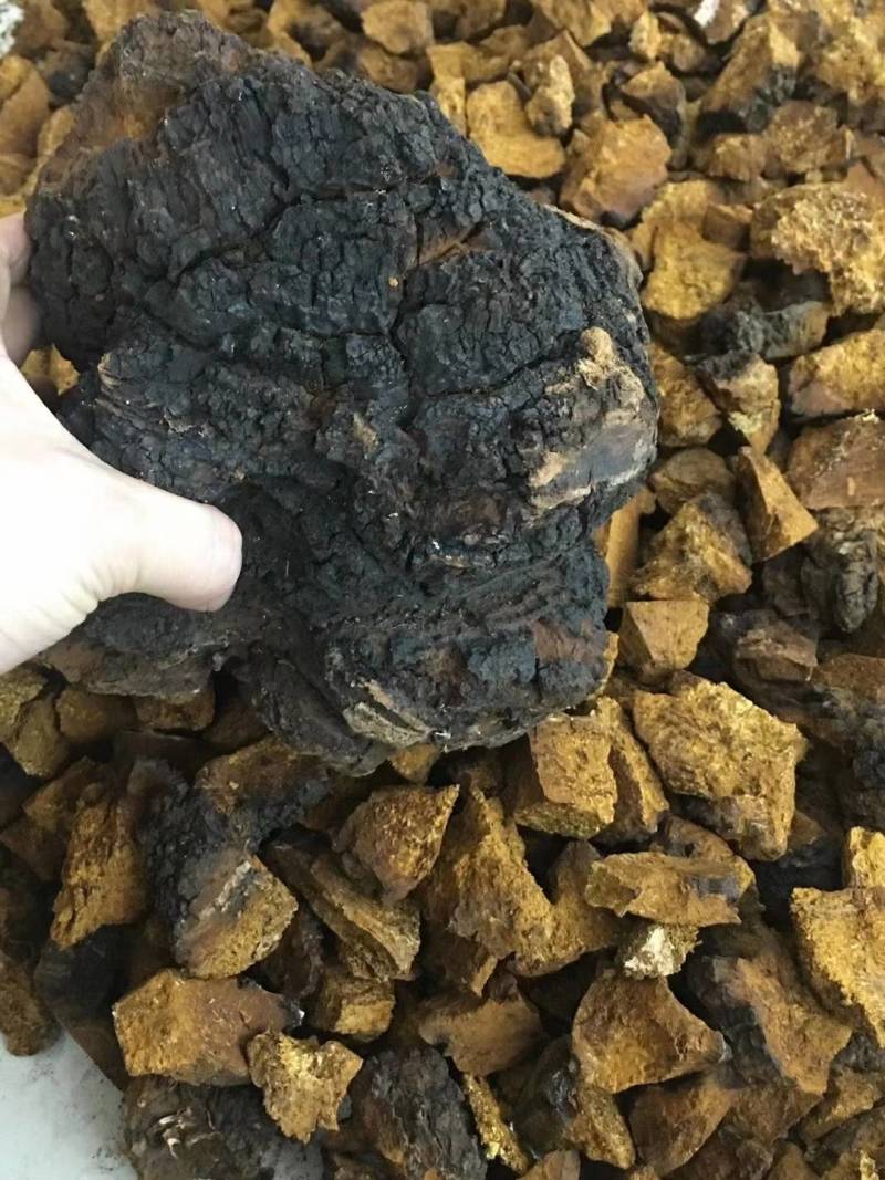 桦树茸白桦茸俄罗斯桦树茸大量批发白桦茸