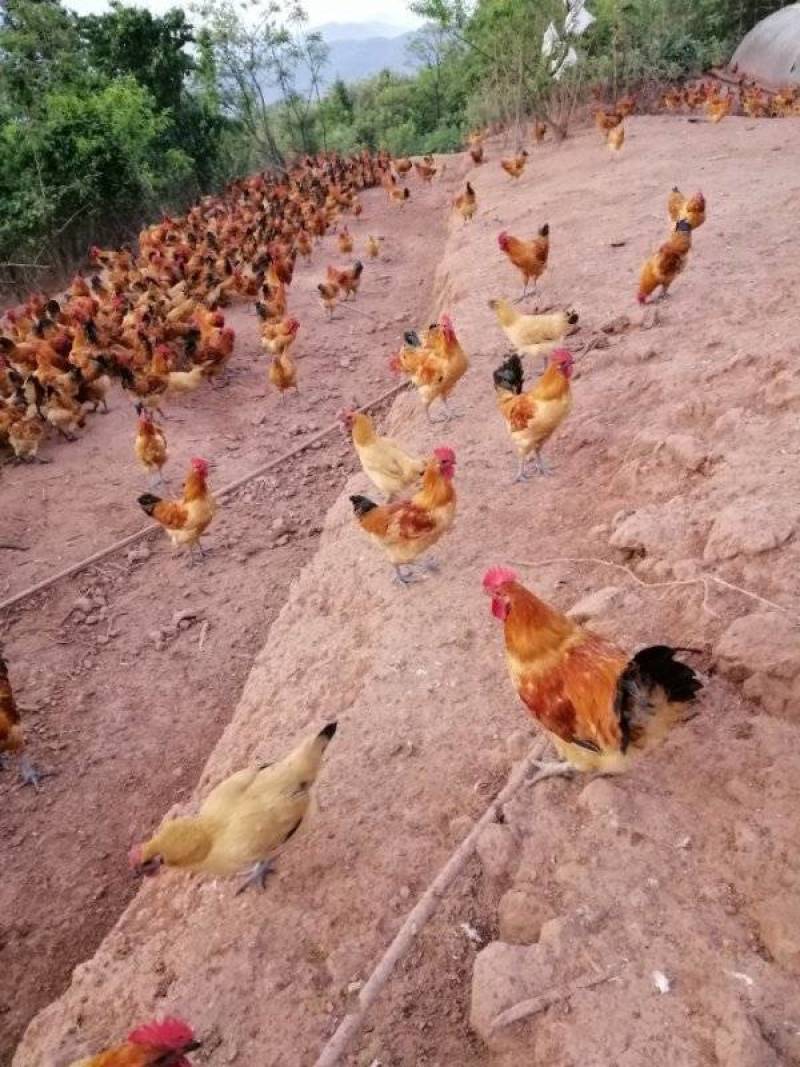 土鸡6月以下，乌皮红冠