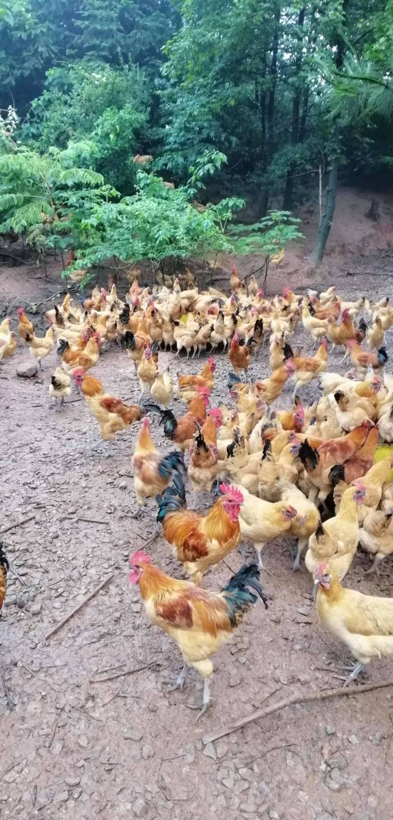 土鸡6月以下，乌皮红冠
