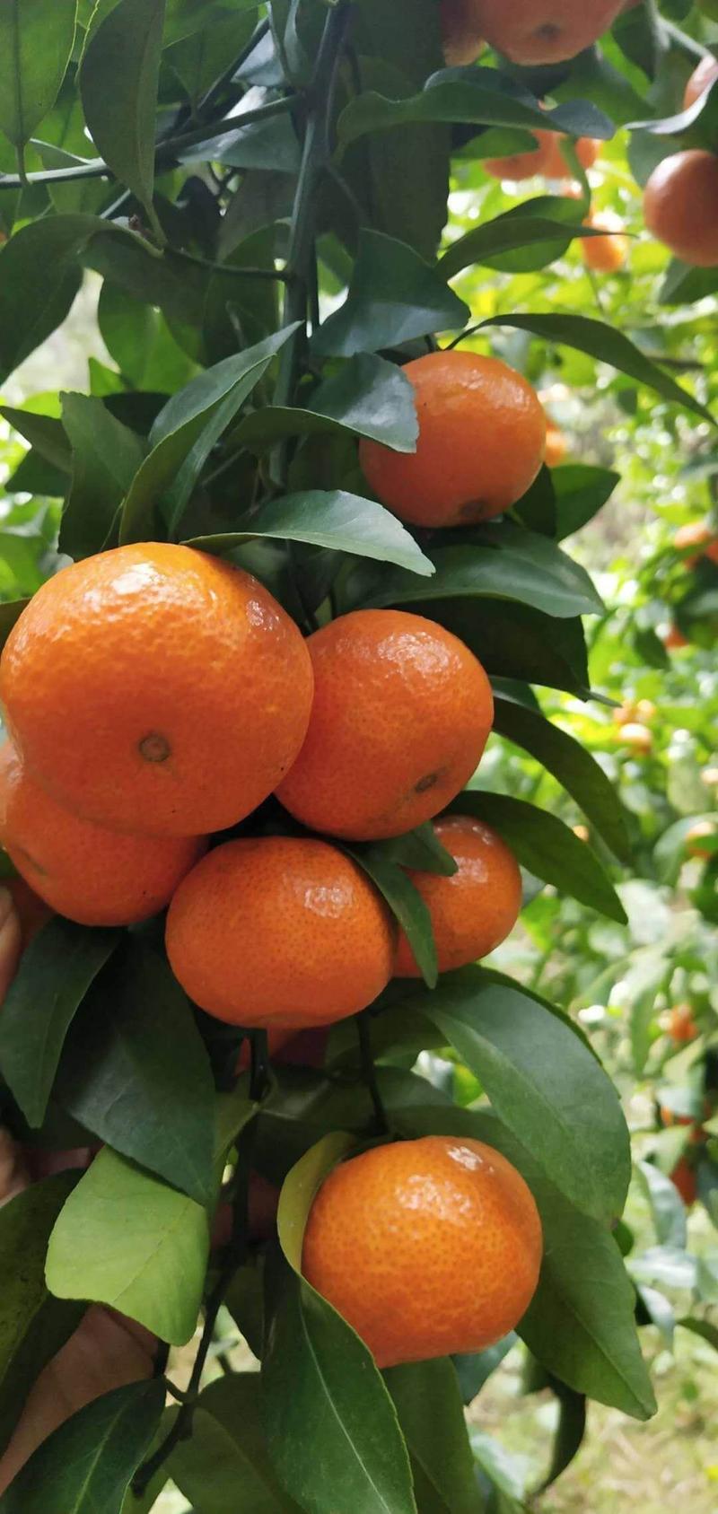 沙糖橘，口感纯甜，一手货源，保质保量，果园看货采摘。
