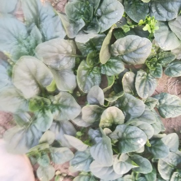 趴地菠菜又黑又亮园叶，一千多亩有要的联系我。