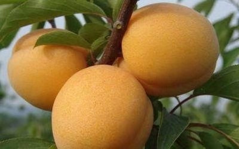 【一手货源】金太阳杏树苗，自己家苗圃基地，现在大小单都接