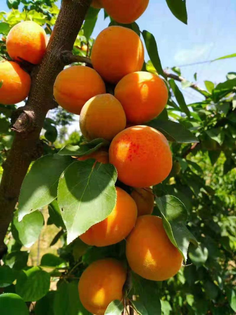 【一手货源】金太阳杏树苗，自己家苗圃基地，现在大小单都接