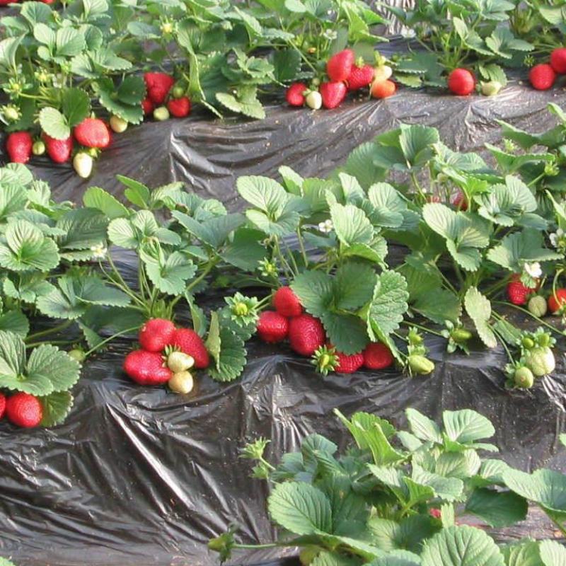 【基地直销】脱毒草莓苗奶油草莓苗根系发达易成活产量高