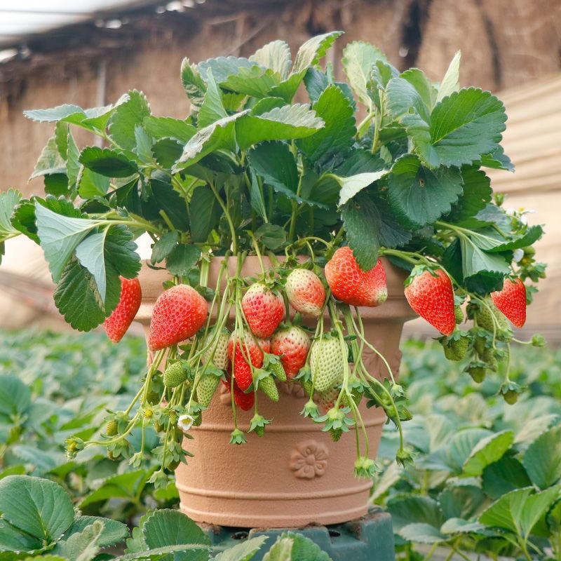【基地直销】脱毒草莓苗奶油草莓苗根系发达易成活产量高