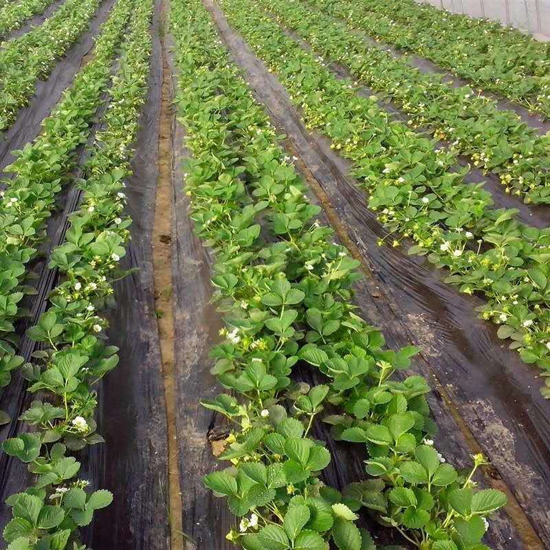 【基地直销】脱毒草莓苗奶油草莓苗根系发达易成活产量高