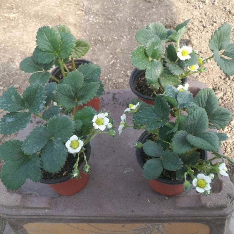 【基地直销】脱毒草莓苗奶油草莓苗根系发达易成活产量高