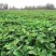 【基地直销】脱毒草莓苗奶油草莓苗根系发达易成活产量高