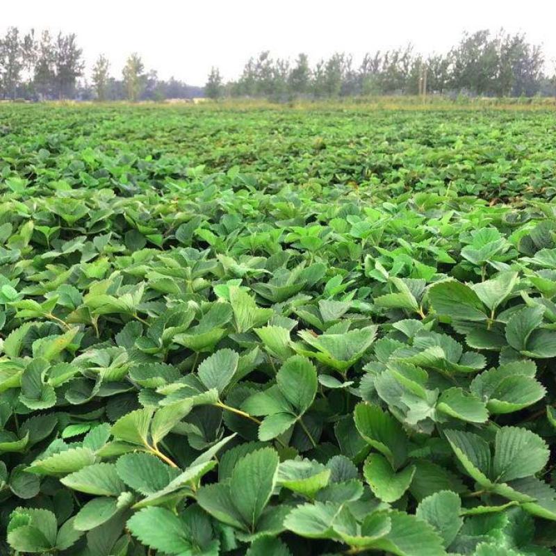【基地直销】脱毒草莓苗奶油草莓苗根系发达易成活产量高