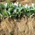 【基地直销】脱毒草莓苗奶油草莓苗根系发达易成活产量高