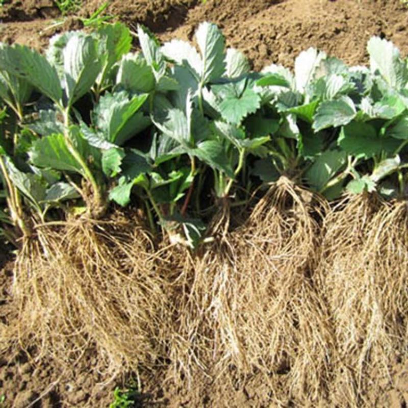 【基地直销】脱毒草莓苗奶油草莓苗根系发达易成活产量高