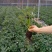 【基地直销】脱毒草莓苗奶油草莓苗根系发达易成活产量高
