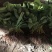 【基地直销】脱毒草莓苗奶油草莓苗根系发达易成活产量高
