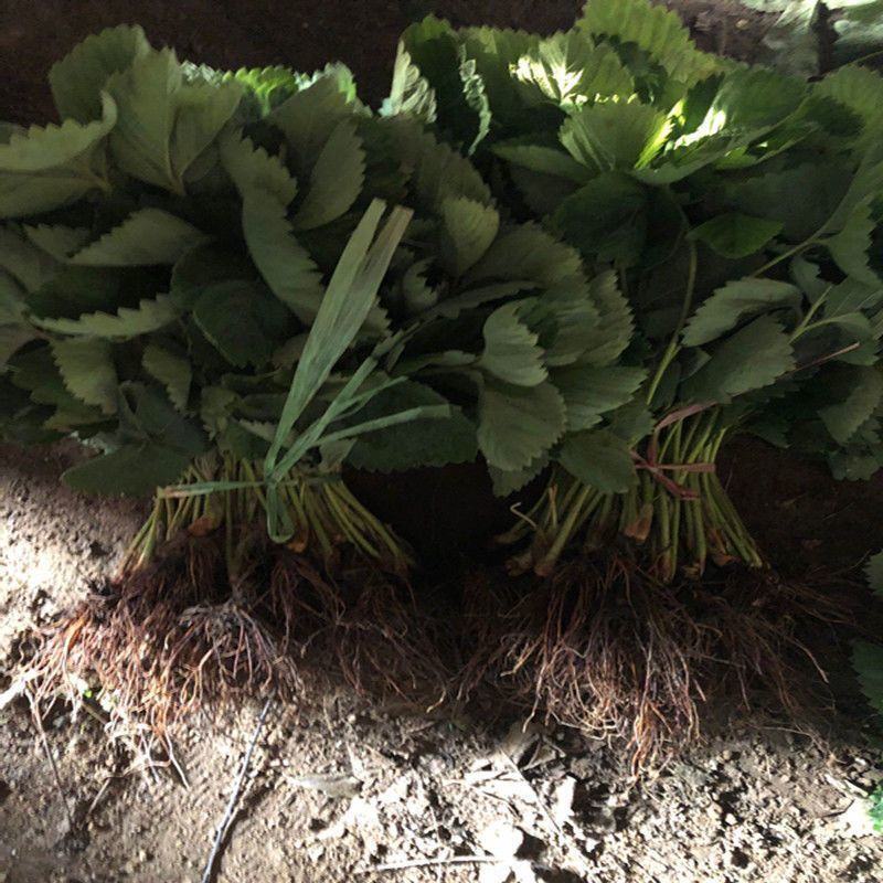 【基地直销】脱毒草莓苗奶油草莓苗根系发达易成活产量高