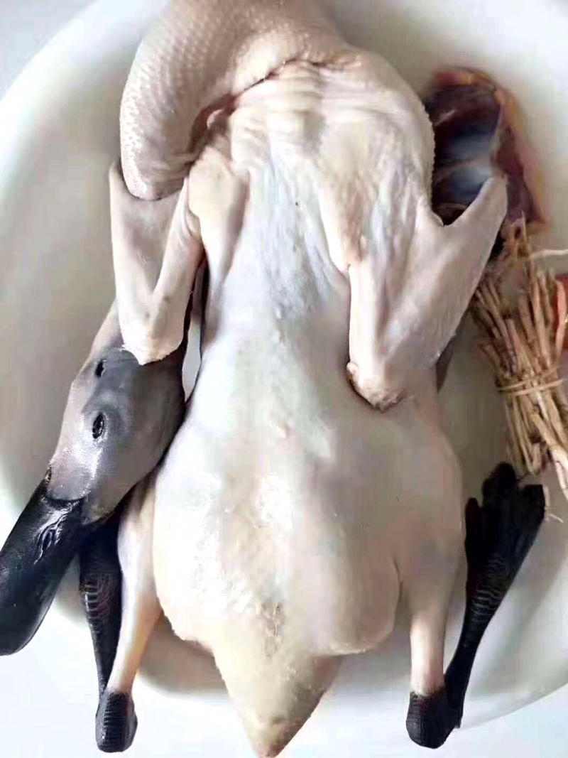 正宗连城白鹭鸭是全国唯一真正认证有药食生态硒的鸭子