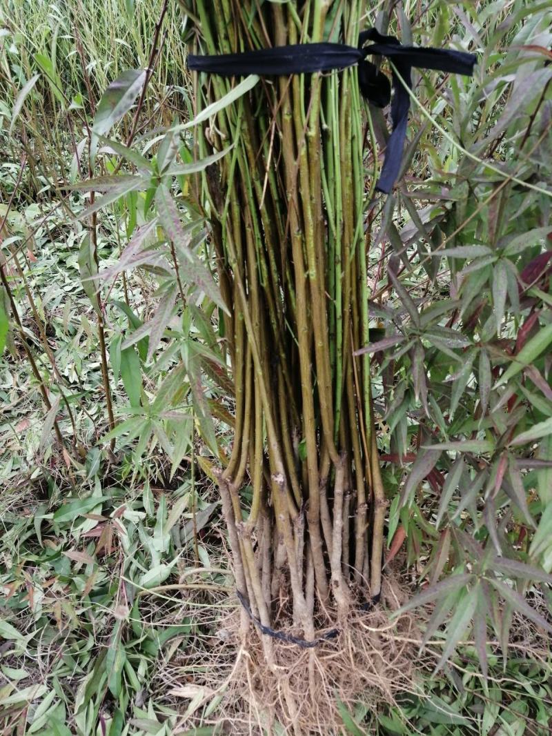 【好货源多多】春蜜桃树苗，自己家的苗圃基地，保质保量