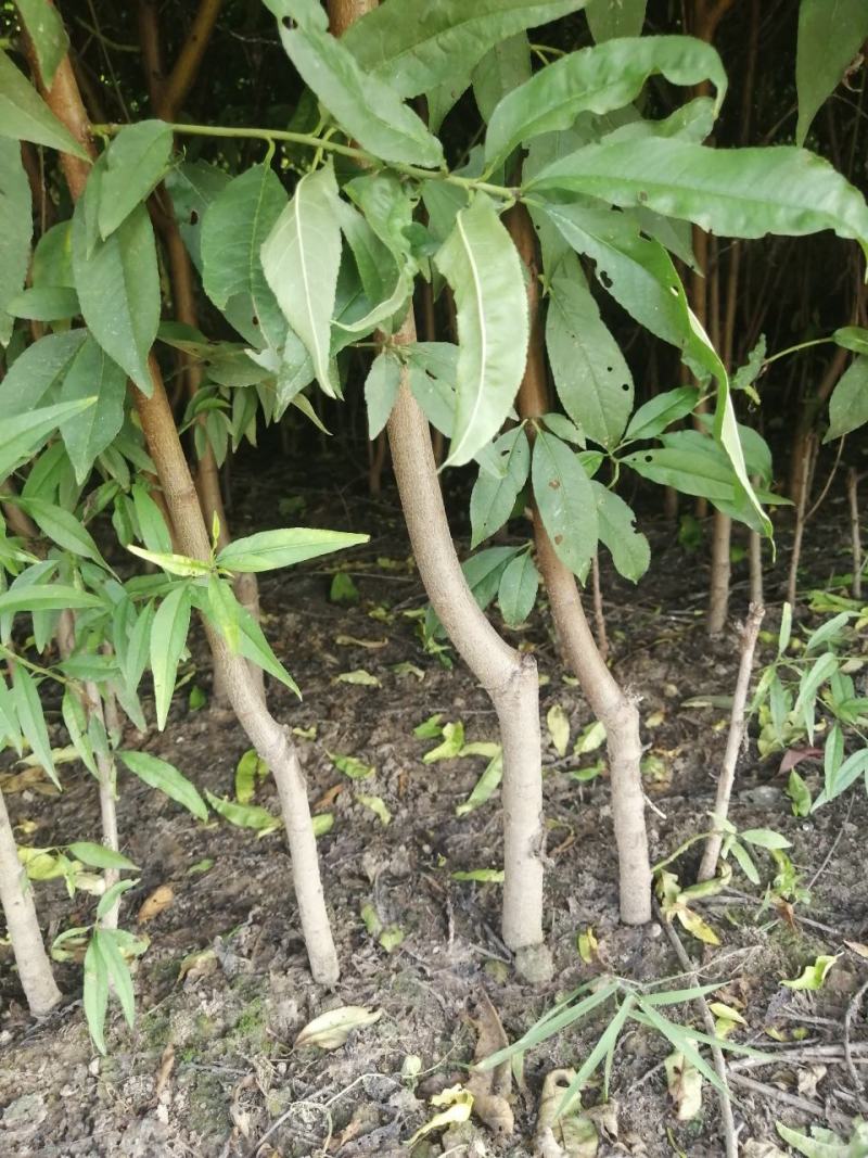 【好货源多多】春蜜桃树苗，自己家的苗圃基地，保质保量