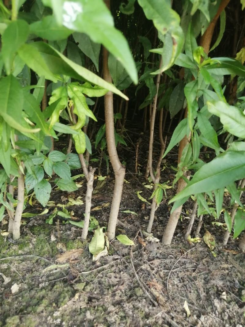 【好货源多多】春蜜桃树苗，自己家的苗圃基地，保质保量