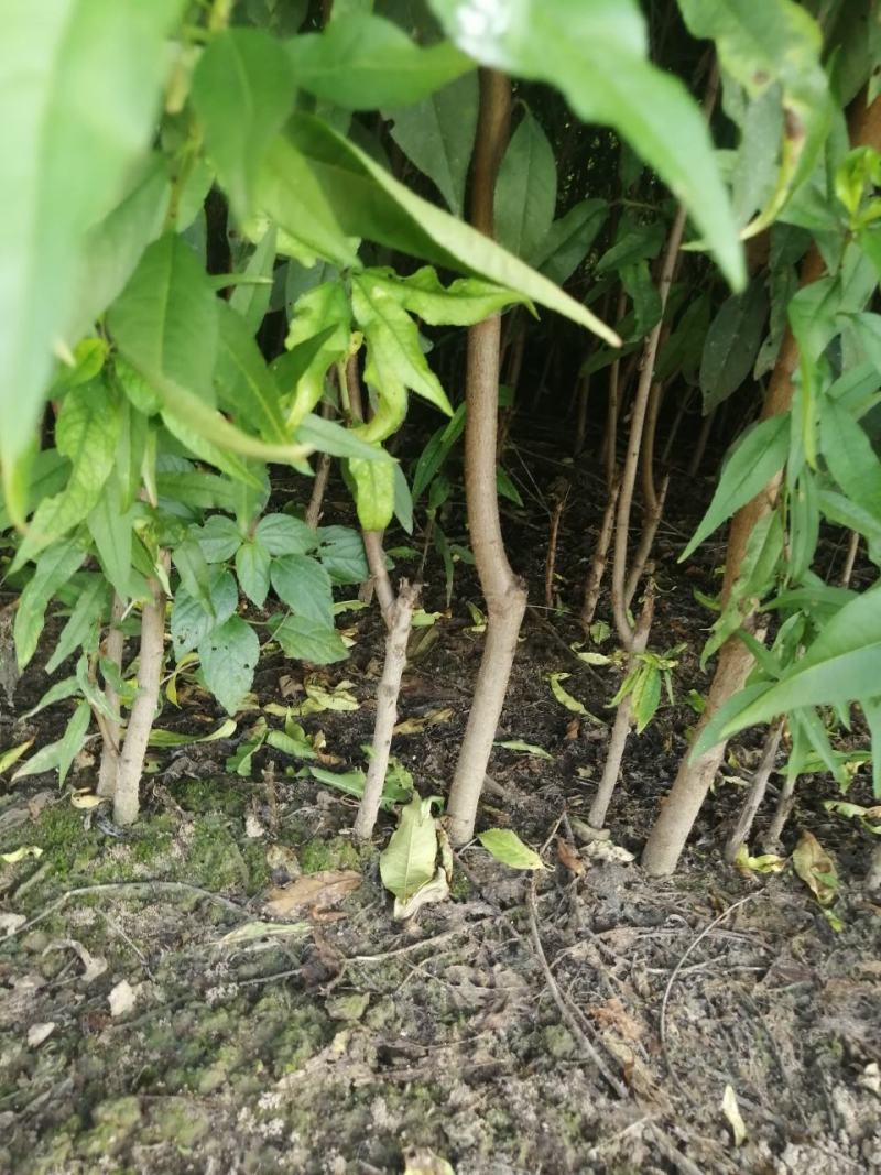 【好货源多多】春蜜桃树苗，自己家的苗圃基地，保质保量