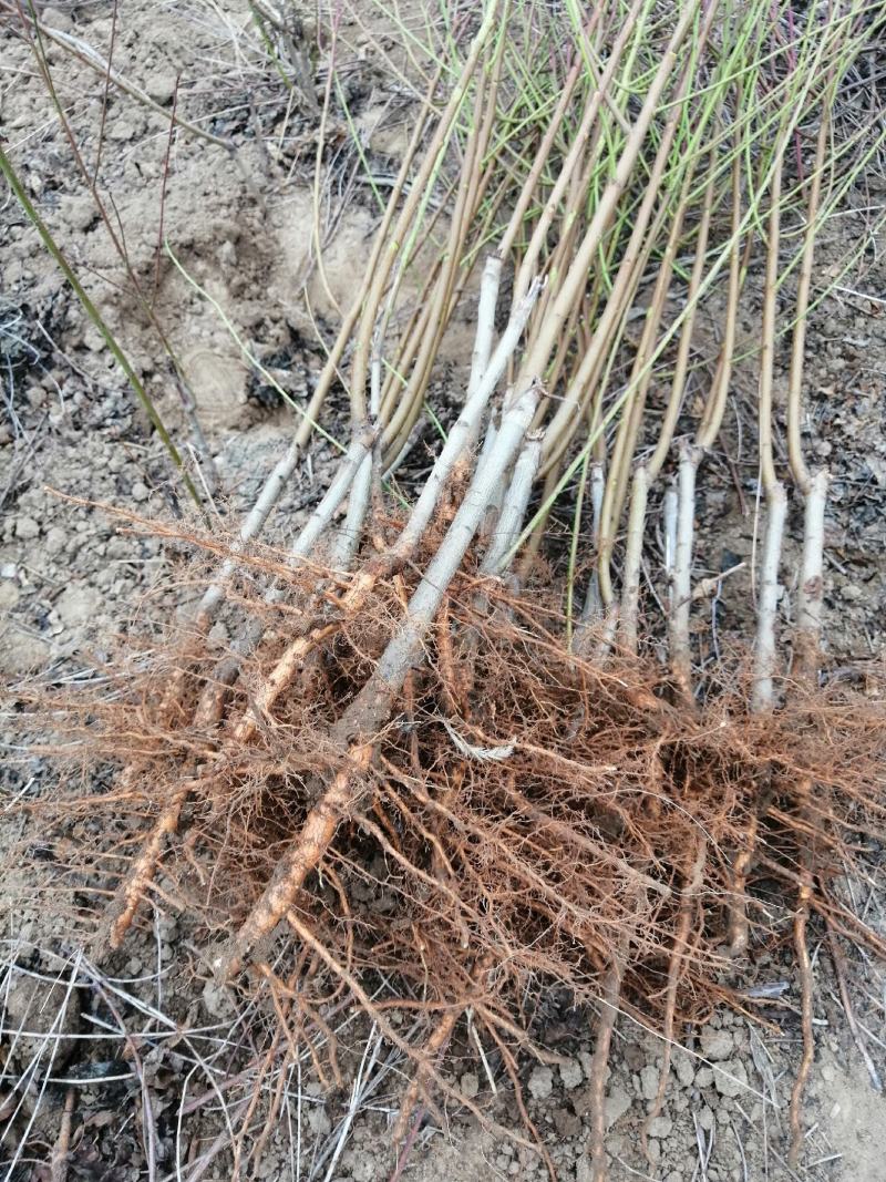 【好货源多多】春蜜桃树苗，自己家的苗圃基地，保质保量
