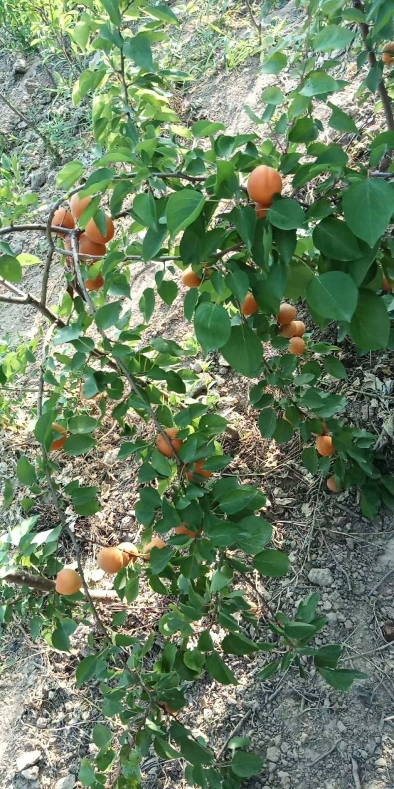 【自己家苗圃】金太阳杏树苗，大小规格都有，需要的请联系