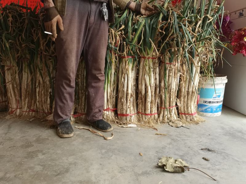 陕西省渭南市合阳县长大葱