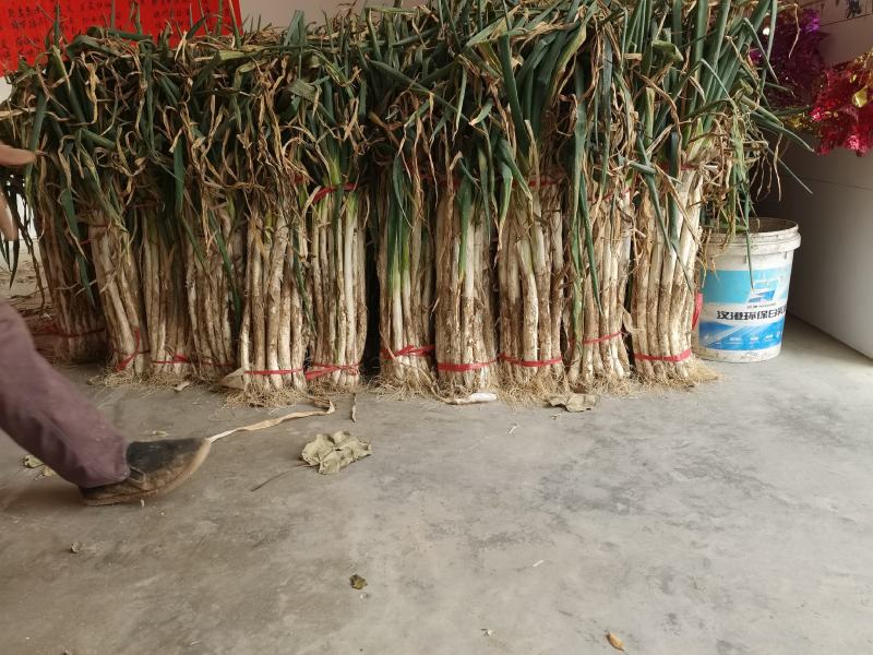 陕西省渭南市合阳县长大葱