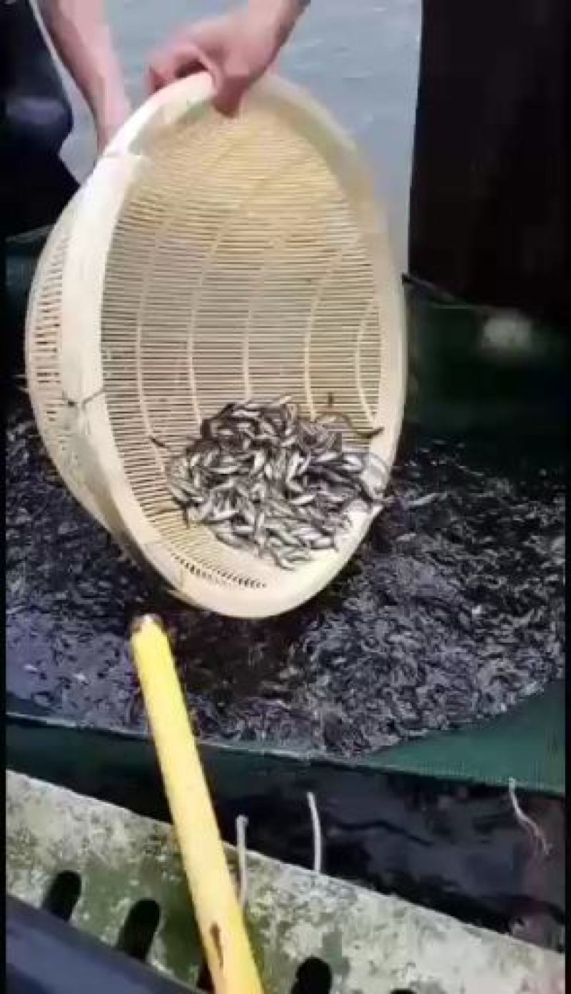大量出售各种鱼苗，可免费提供技术支持欢迎老板来电，