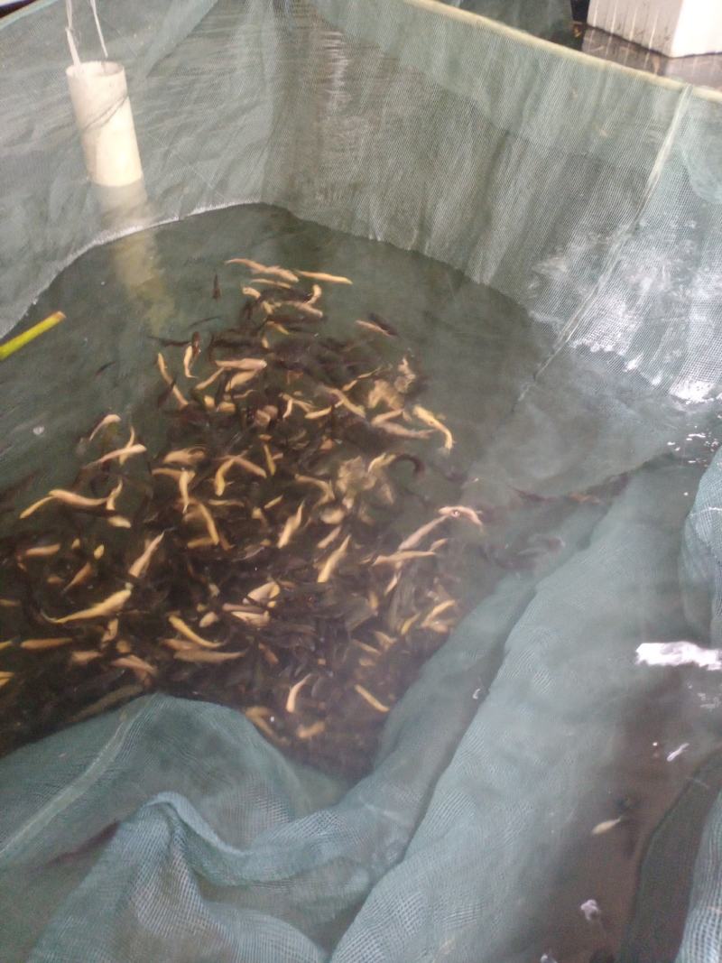 大量出售各种鱼苗，可免费提供技术支持欢迎老板来电，