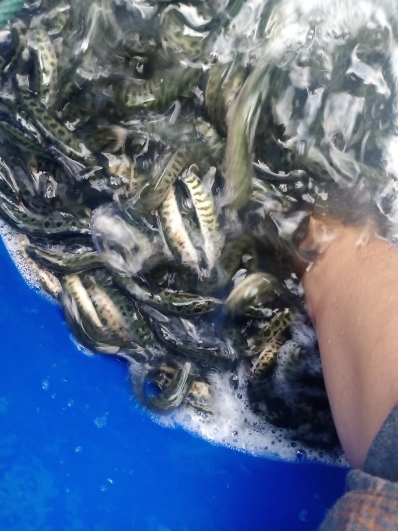 大量出售各种鱼苗，可免费提供技术支持欢迎老板来电，